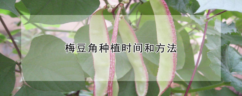 梅豆角种植时间和方法