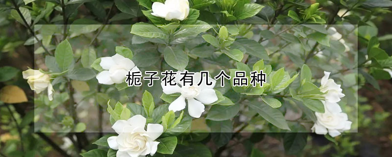 栀子花有几个品种