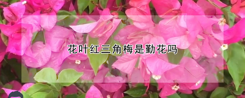 花叶红三角梅是勤花吗