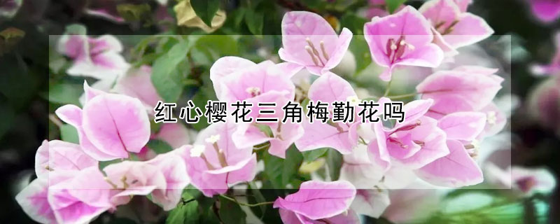 红心樱花三角梅勤花吗