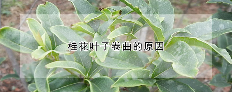 桂花叶子卷曲的原因