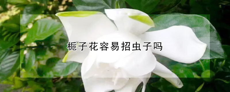 栀子花容易招虫子吗