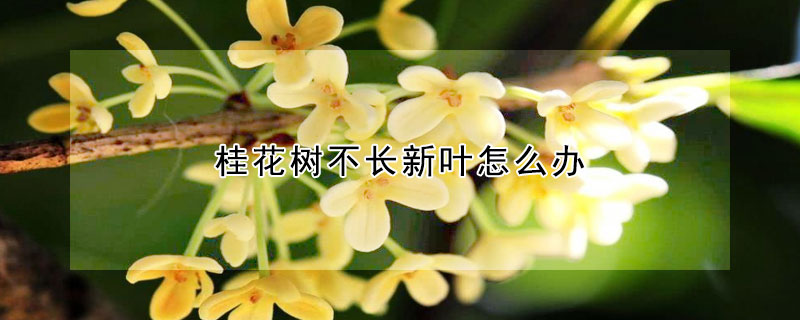 桂花树不长新叶怎么办