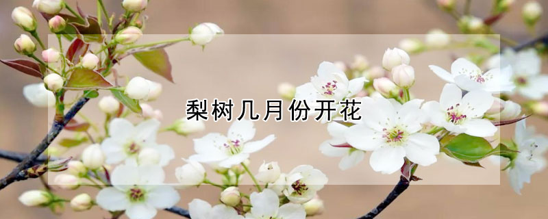 梨树几月份开花