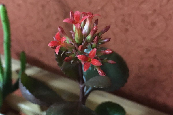 长寿花如何快速开花
