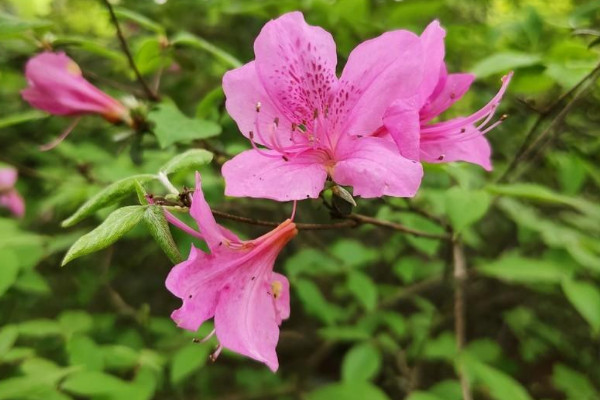 杜鹃花掉叶子怎么办