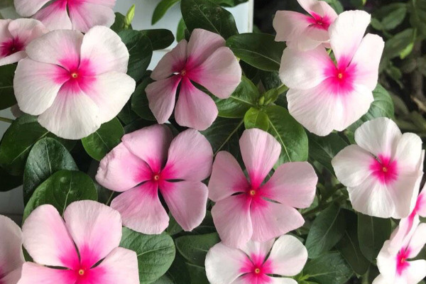 长春花有毒吗
