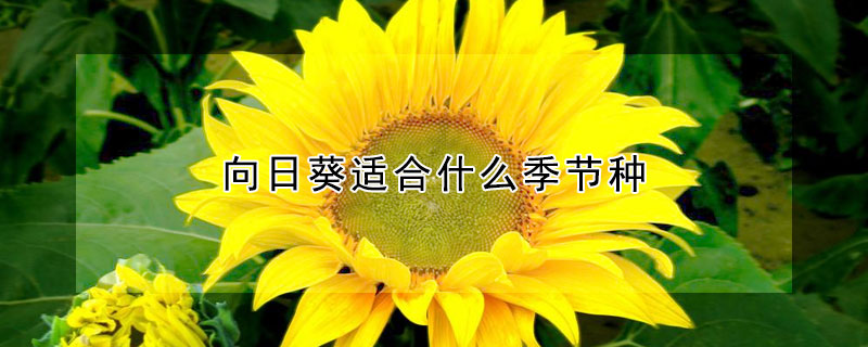 向日葵适合什么季节种