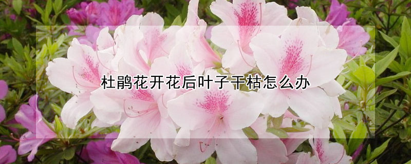 杜鹃花开花后叶子干枯怎么办