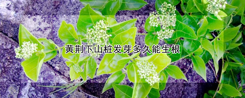 黄荆下山桩发芽多久能生根