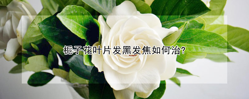 栀子花叶片发黑发焦如何治?