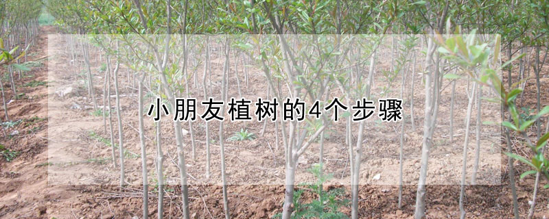 小朋友植树的4个步骤