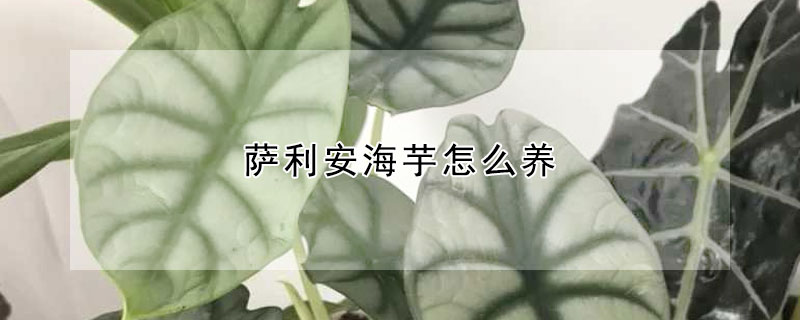 萨利安海芋怎么养