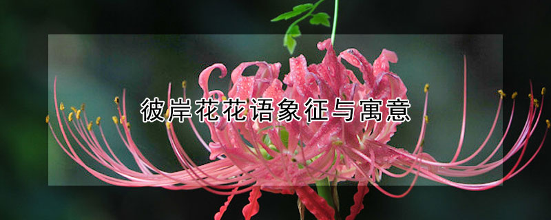 彼岸花花语象征与寓意