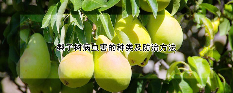 梨子树病虫害的种类及防治方法