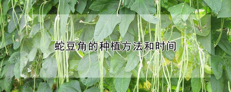 蛇豆角的种植方法和时间