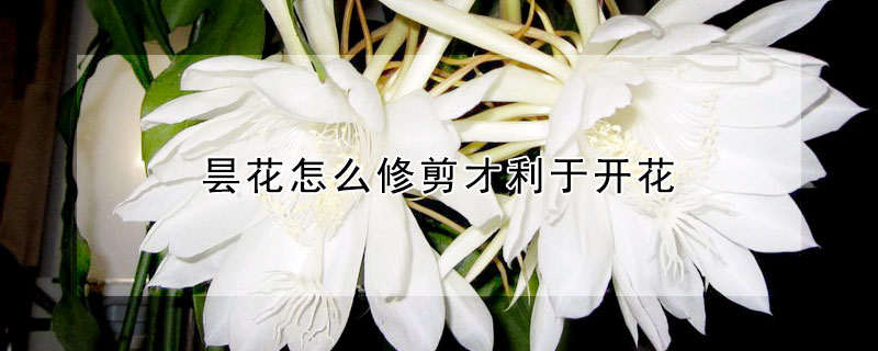 昙花怎么修剪才利于开花