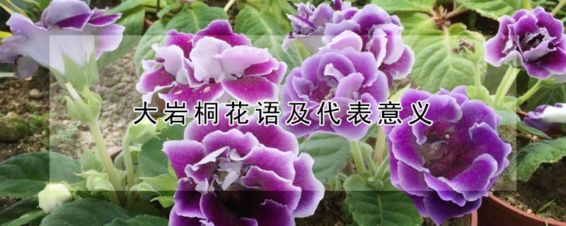 大岩桐花语及代表意义