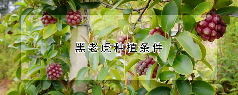 黑老虎种植条件