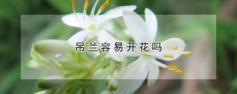 吊兰容易开花吗