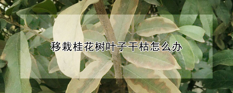 移栽桂花树叶子干枯怎么办