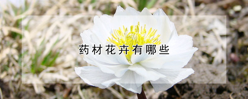 药材花卉有哪些