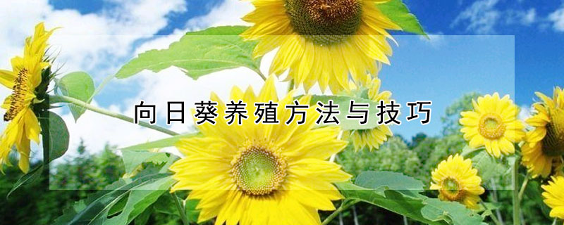 向日葵养殖方法与技巧