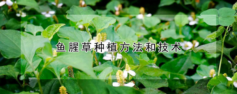 鱼腥草种植方法和技术