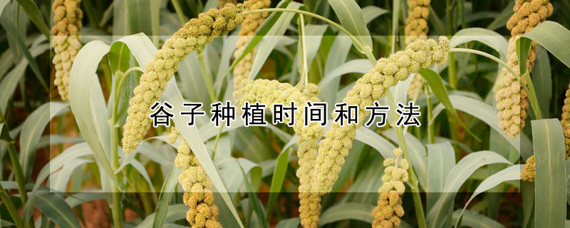 谷子种植时间和方法