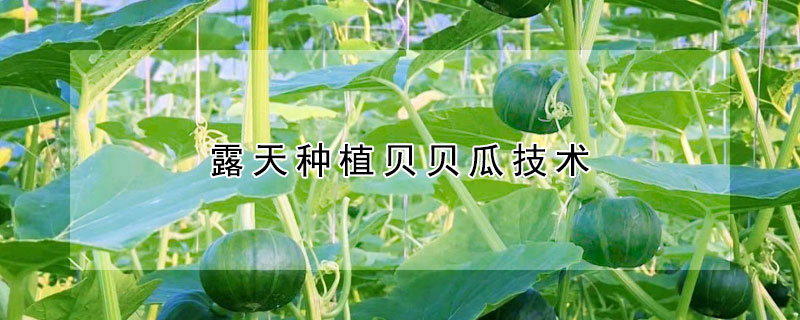 露天种植贝贝瓜技术