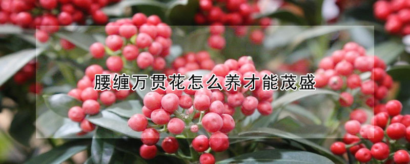 腰缠万贯花怎么养才能茂盛