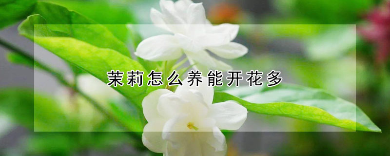 茉莉怎么养能开花多