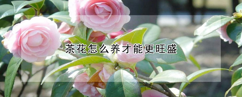 茶花怎么养才能更旺盛