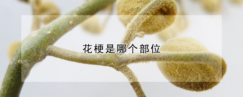 花梗是哪个部位