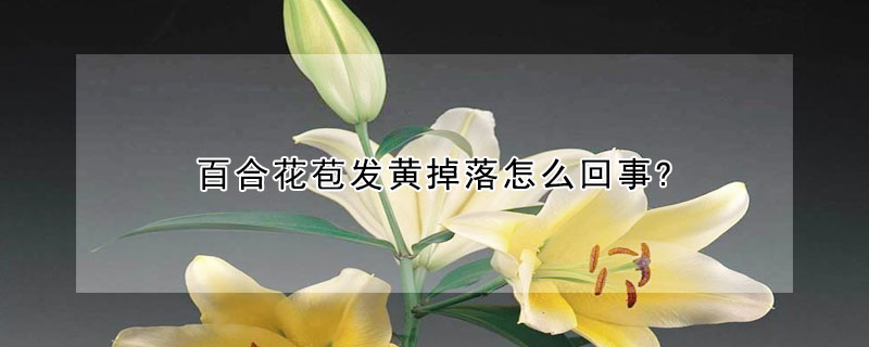 百合花苞发黄掉落怎么回事?