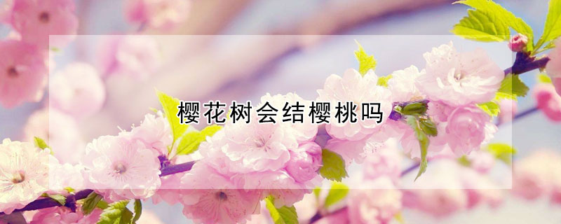 樱花树会结樱桃吗