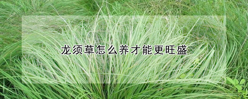 龙须草怎么养才能更旺盛