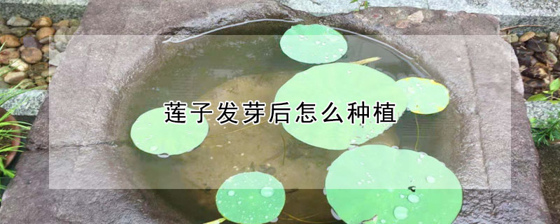 莲子发芽后怎么种植