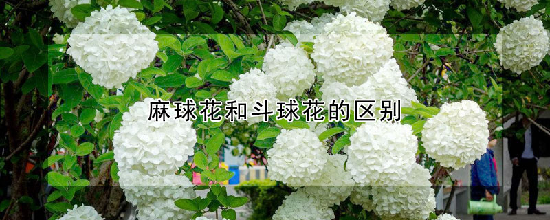 麻球花和斗球花的区别