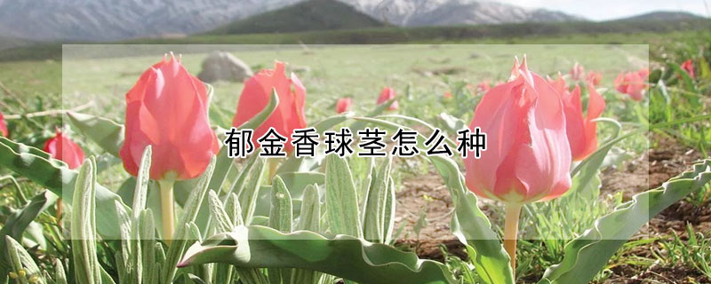 郁金香球茎怎么种