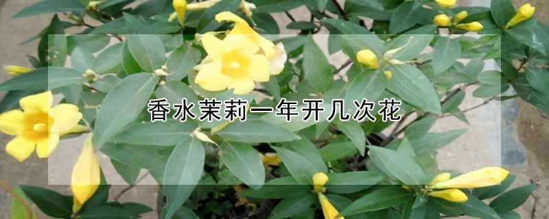 香水茉莉一年开几次花