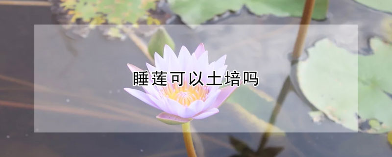 睡莲可以土培吗