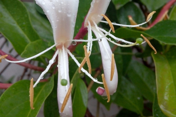 金银花种植方法