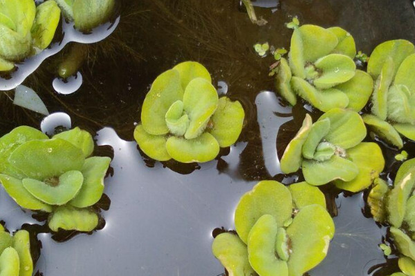 水葫芦如何养