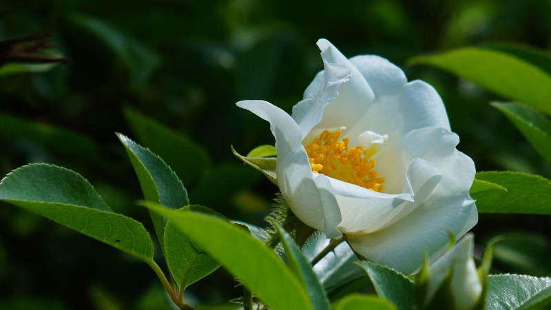 野蔷薇花语