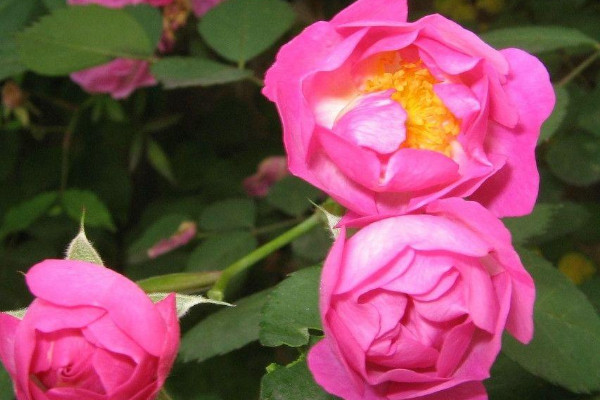 野蔷薇花语