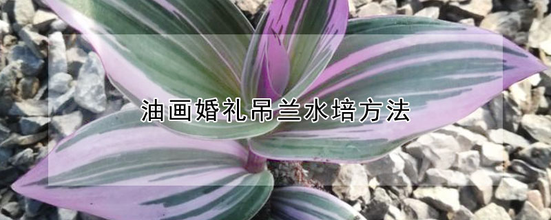 油画婚礼吊兰水培方法