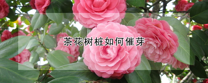 茶花树桩如何催芽