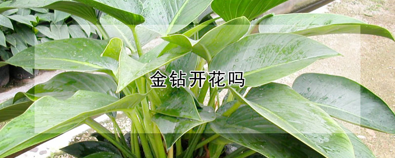 金钻开花吗