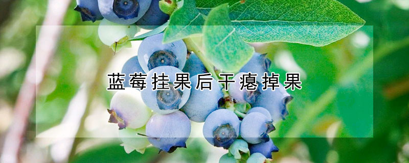 蓝莓挂果后干瘪掉果